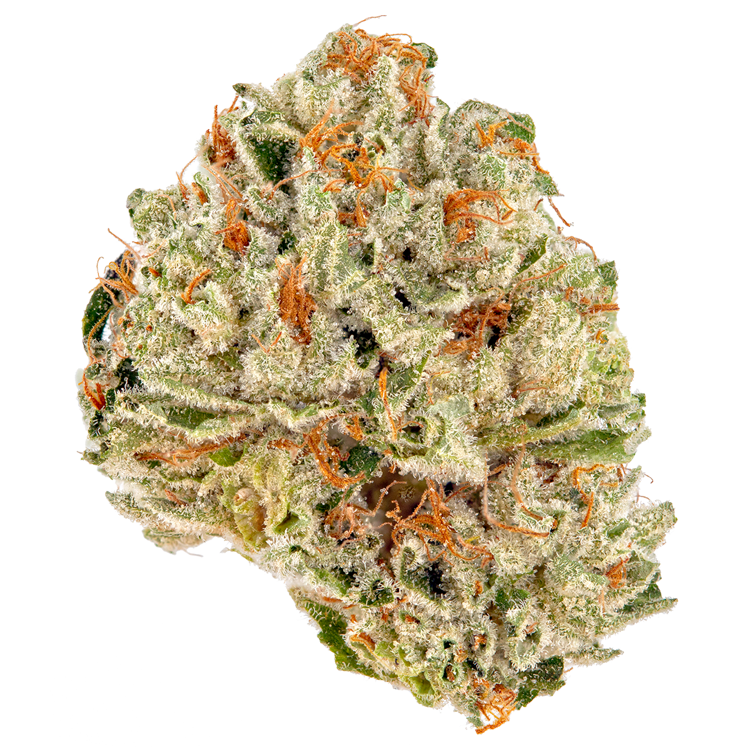 King Tut