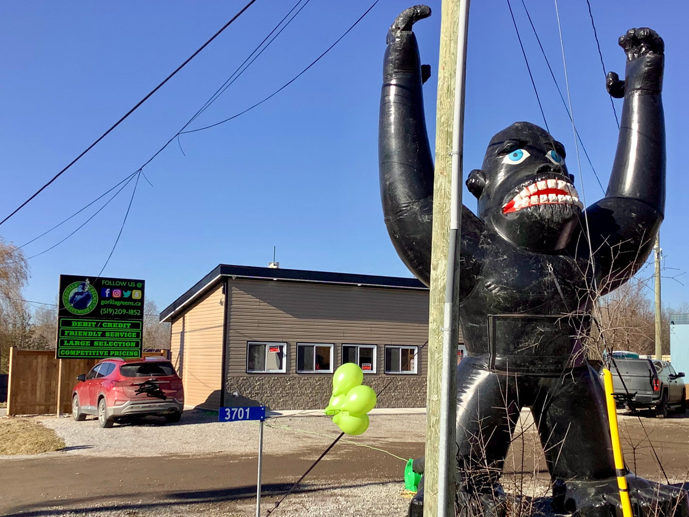 Gorilla Greens Storefront on a sunny day with gorilla inflatable