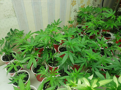 Clones