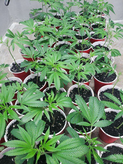 Clones