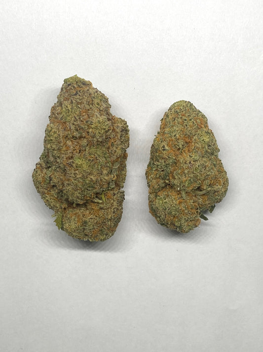 White Shark